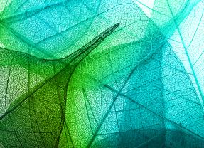 Green abstract leaf