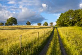 Countryside: fields, trees, and blue sky