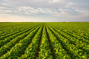 Cultivated field