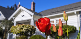 Flowers blooming in front of house