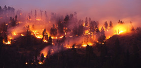 Wildfire burning trees