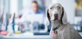 Weimaraner in office