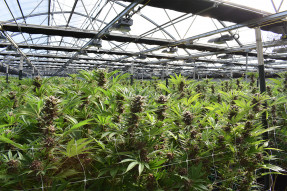 Large marijuana greenhouse