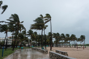 Palm trees on a boardwalk in a hurricane