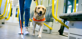 Service dog in train car