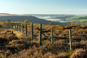 Undeveloped land with fence