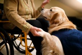 Woman in wheelchair holding the paw of a service dog