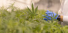 Cannabis worker growing marijuana 