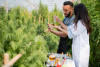 Man and woman standing between rows of marijuana plants and a table holding chemistry equipment