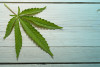 Sprig of marijuana on a painted board