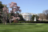 White House South Lawn early spring