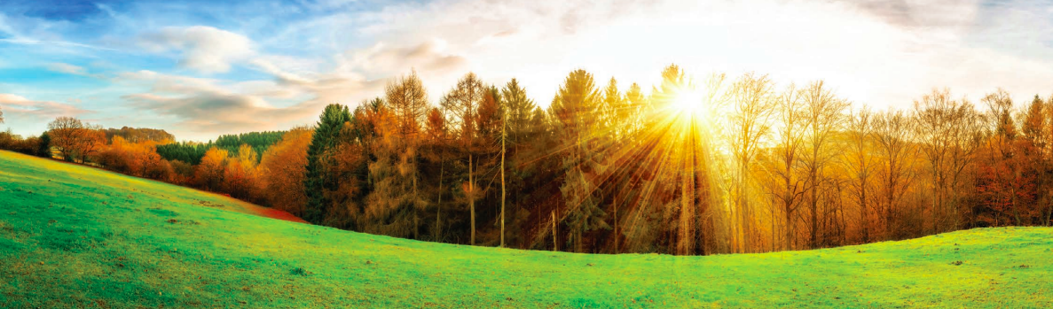 Sunset and trees